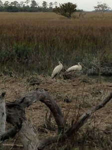Storks on Hilton Head Island